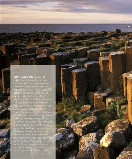 Wildlife of Britain and Ireland - фото 3