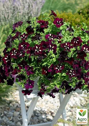 Петунія ампельна "Circus Sky" (116354) 1 саженец - фото 2