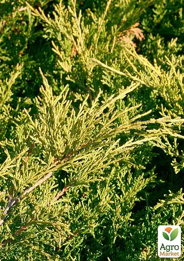 Ялівець середній "Old Gold" С10 діаметр 50-60 см (175605) 1 саджанець - фото 5