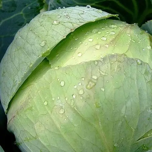 Капуста Весна Белоснежка (в банке) Органик 15г (44964) - фото 2