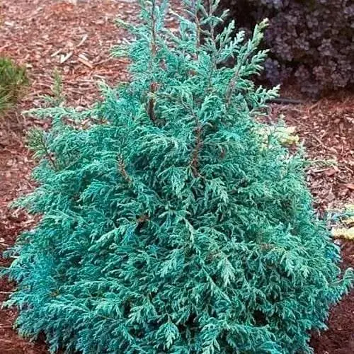 Кипарисовик горохоплодний "Baby Blue" С2 висота 15-20см (188036) 1 саджанець - фото 1