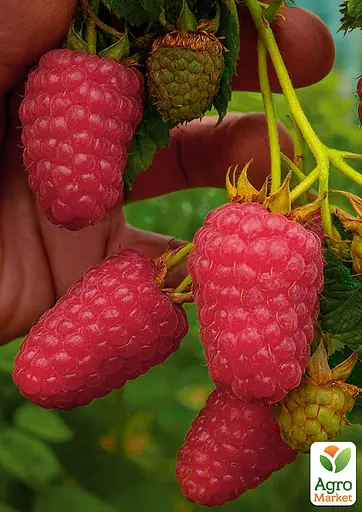 Малина Agro-Market "Лячка" (ранний срок созревания, сорт хорошо устойчив к болезням) 1-летний саженец (189471) 1 шт в упаковке - фото 2