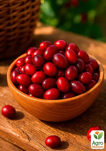 Кизил "Старокиївський" (великоплідний середній термін дозрівання) (187705) 1 саджанець - фото 2