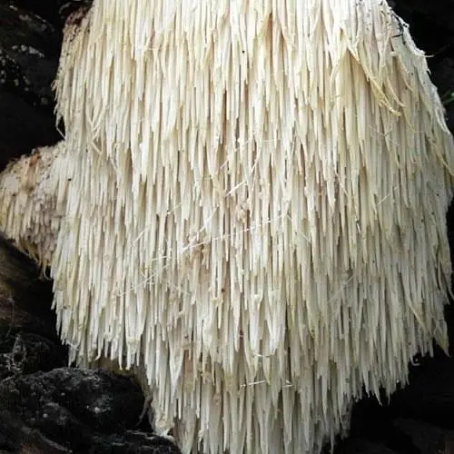 Сухий зерновий міцелій "Геріцій шипуватий" 100г (45562) - фото 1