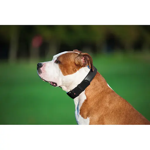 Ошейник для собак кожаный Waudog Glamour с QR-паспортом без украшений L Ш 25 мм Д 38-49 см черный - фото 4