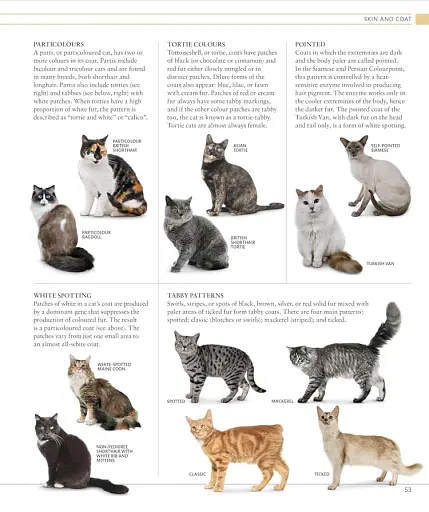 The Cat Encyclopedia - фото 5