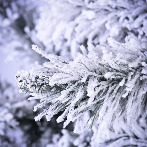 Елка Yes! Fun Карпатская 1 м заснеженная (903896) - фото 3