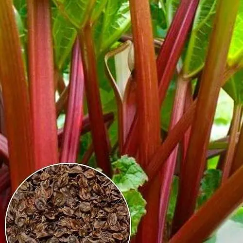 Ревінь ТМ "Весна"  2г (49425) - фото 1