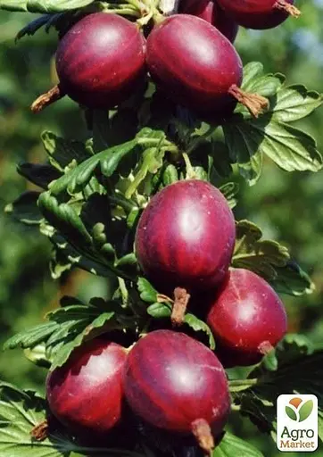 Агрус на штамбі Agro-Market "Хінномакі Рот" (Hinnonmaki Rot) (середній термін дозрівання) (43073) 1 саджанець в упаковці - фото 3