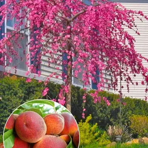 Персик плакучий на штамбі Agro-Market "Сан Хрест" (вік від 2-х років, висота 150-190 см) (53432) 1 саджанець в упаковці - фото 1