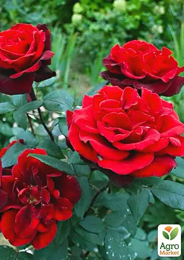 Роза в контейнере чайно-гибридная "Royal Willams" (саженец класса АА+) (180850) 1 саженец - фото 4