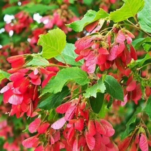 Клен татарский Agro-Market прекрасный медонос и декоративная культура 189167 1 саженец в упаковке - фото 1