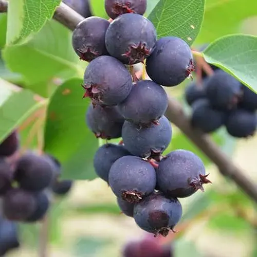 Ирга 2-летняя ольхолистная Honeywood (укорененная в контейнере) (187051) 1 саженец в упаковке - фото 1