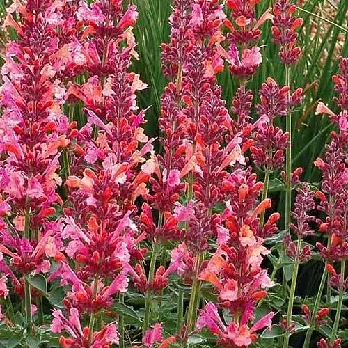 Агастахис "Kudos Coral" (лофант многолетний, цветет до заморозков) (188538) 1 саженец в упаковке - фото 1