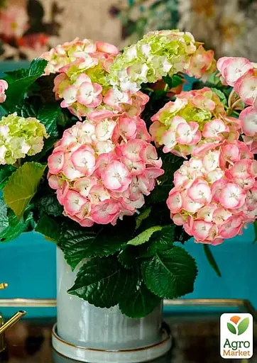 Гортензія квітуча крупнолистна "Рембранд Дольче чик" (Hydrangea macrophylla Rembrandt Dolce Chic) вазон С1,5 (184874) 1 саженец - фото 2