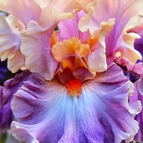 Ирис бородатый крупноцветковый "Photogenic" (155568) 1 саженец - фото 1