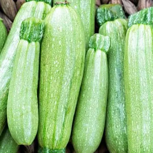 Кабачок Весна Кустовой ранний (в банке) Органик 20г (105635) - фото 2