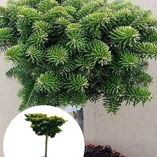 Пихта корейская Agro-Market на штамбе Tundra ком/сетка высота 60-70см диаметр кроны 50-60 см 185200 1 саженец в упаковке - фото 1