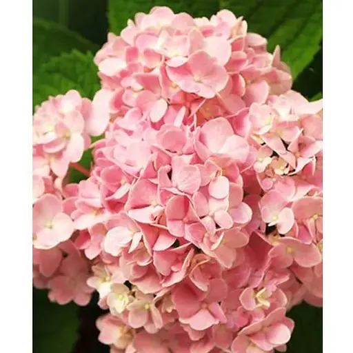 Гортензія крупнолиста 2-річна "Silky Pink" висота саджанця 25-45см (186190) 1 саженец - фото 1