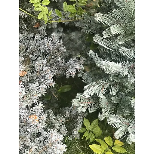 Ялинка Hvoya Traditional Slim лита 220 см блакитна - фото 6