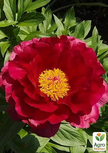 Пион травяной молочноцветковый "Flame" (178629) (Корневище) 1 шт - фото 2