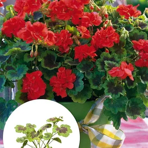 Пеларгонія строкатолиста "Dark Velvet" (185487) 1 саженец - фото 4