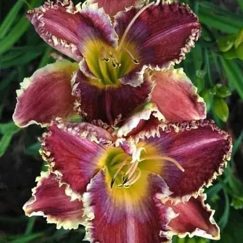 Лилейник "Barracuda Bay" (49793) 1 шт - фото 1