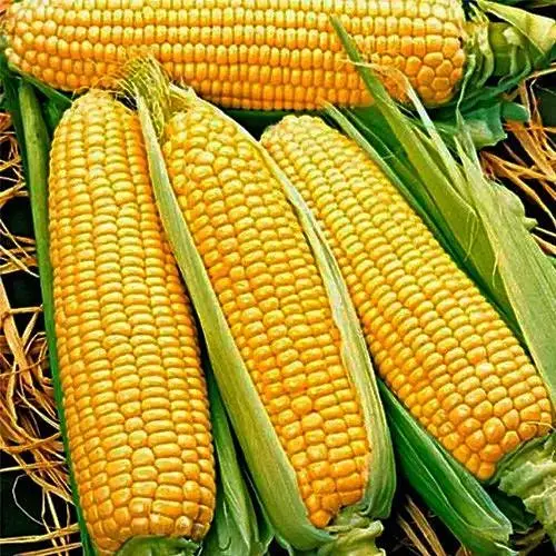 Кукуруза Весна Тройная сладость (в банке) 100г (52432) - фото 1