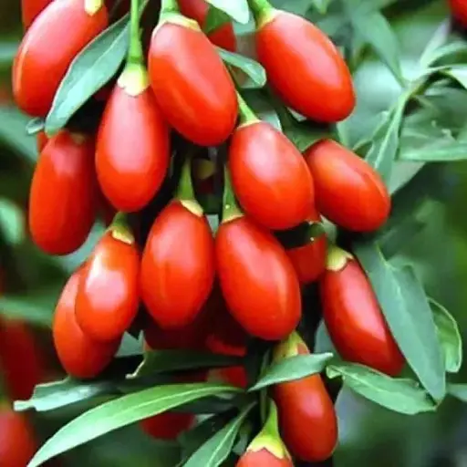 Годжи 2-х летний Agro-Market "Korean Big" (укорененный в контейнере) (189219) 1 саженец в упаковке - фото 1