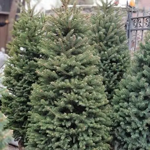 Ялина зелена Agro-Market Kaibab від 125 до 150 см 182970 1 саджанець в упаковці - фото 1