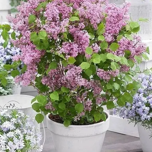 Сирень Мейера 2-летняя мелколистная Flowerfesta Pink, С1.5 (188523) 1 саженец в упаковке - фото 1