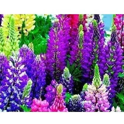 Люпин многолетний Весна 0.4г (16318) - фото 1