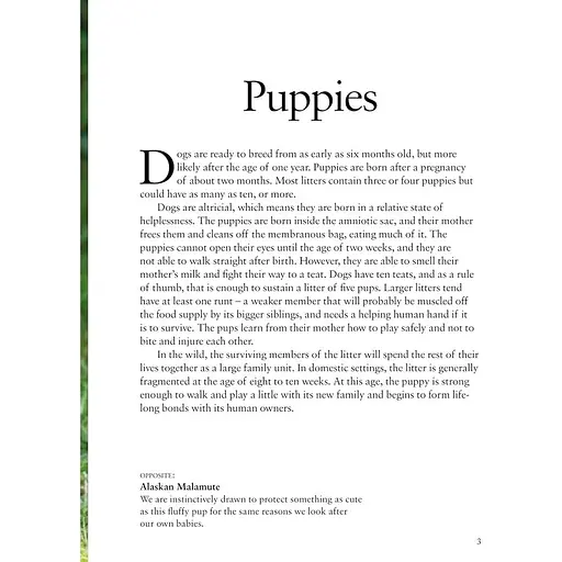 Dogs - Джексон Том - фото 2