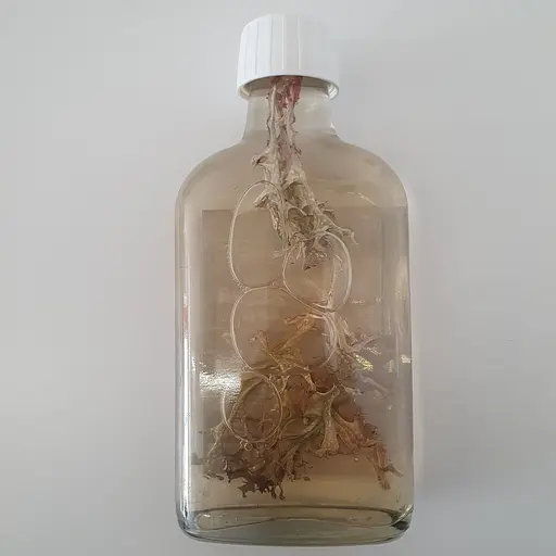 Водна настоянка на ісландському моху цетрарії 200 мл - фото 2