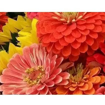 Циния "Калифорнийские гиганты" Весна 0.4г (16025) - фото 1