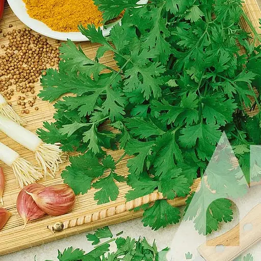 Кінза (коріандр) Садиба Американська 10 г 