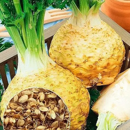 Селера коренева (Зипер) ТМ "Весна" 1г (11930) - фото 1