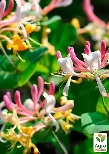 Жимолость "Serotina" (декоративная плетистая) С2 высота 50-90см (185348) 1 саженец - фото 4