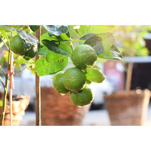 Аппликатор COMPO Уход для цитрусовых растений 30 мл - фото 9