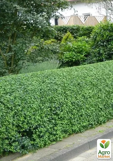 Бирючина звичайна (Ligustrum vulgare) С2 висота 25-35см (185305) 1 саджанець - фото 2