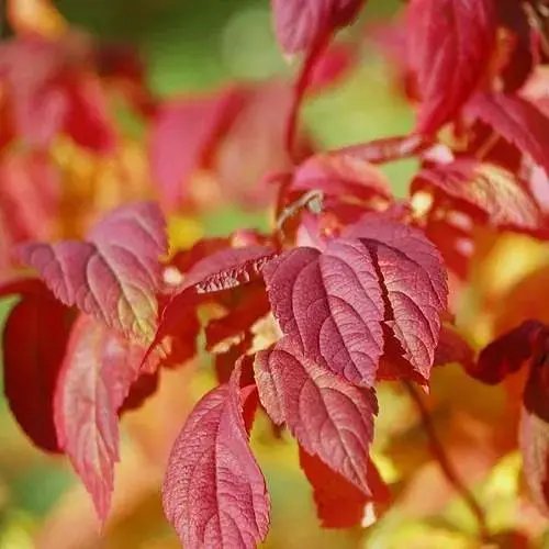Спірея Японська Macrophylla (горщик Р9) (189746) 1 саджанець в упаковці - фото 1