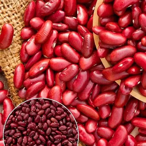 Фасоль "Калинка" ТМ "Весна" 15г (178114) - фото 1