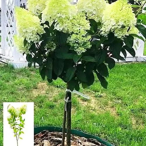 Гортензия метельчатая на штамбе "Silver Dollar" С3 высота штамба 50-70см (62316) 1 саженец - фото 4