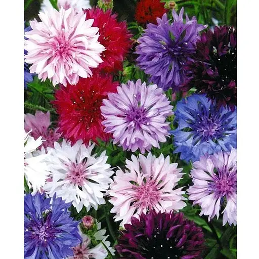 Василек (Зипер) Весна 0.5г (12085) - фото 1