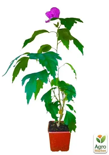 Гибискус сирийский "Magenta Chiffon" С2 высота 45-70 см (62132) 1 саженец - фото 2