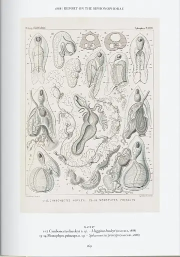 The Art and Science of Ernst Haeckel - фото 9