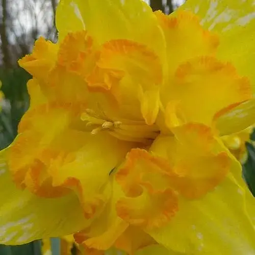 Нарцисс "Blazing Starlet" (186345) 2 шт - фото 1