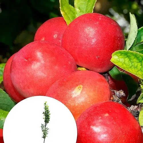 Слива-персик гібрид Сливовий нектарин вкорінена в контейнері (саджанець 2 роки) (186374) 1 саджанець в упаковці - фото 2