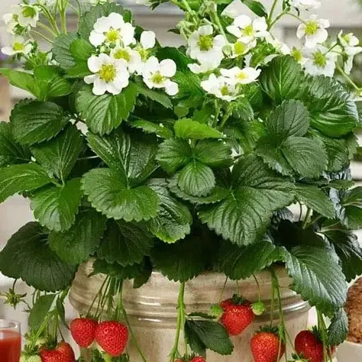 Клубника Ампельная Agro-Market "Монтана" (Montana) (ремонтантный ранний сорт) (188762) 1 шт в упаковке - фото 1