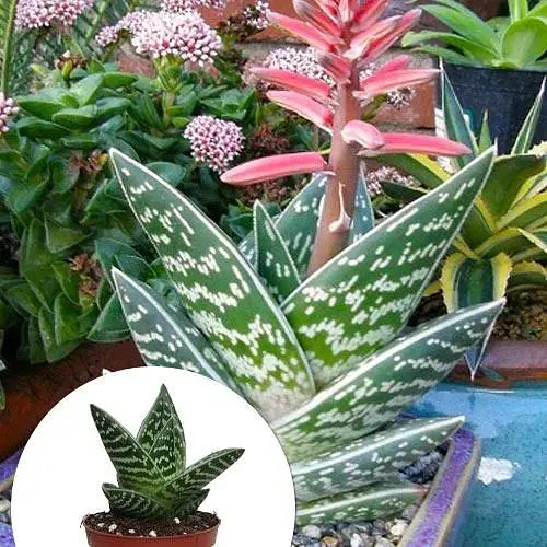 LMTD Алоэ тигровое Agro-Market Variegata высота растения 10см (184230) 1 саженец в упаковке комнатный Нидерланды - фото 2